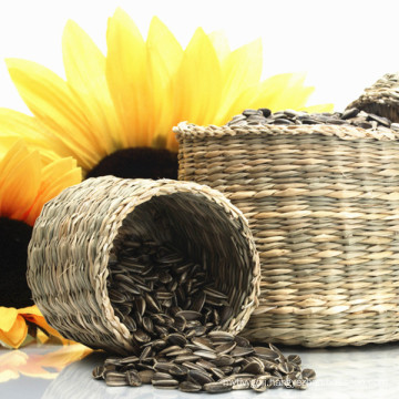 Wholesale sunflower seeds cheap price